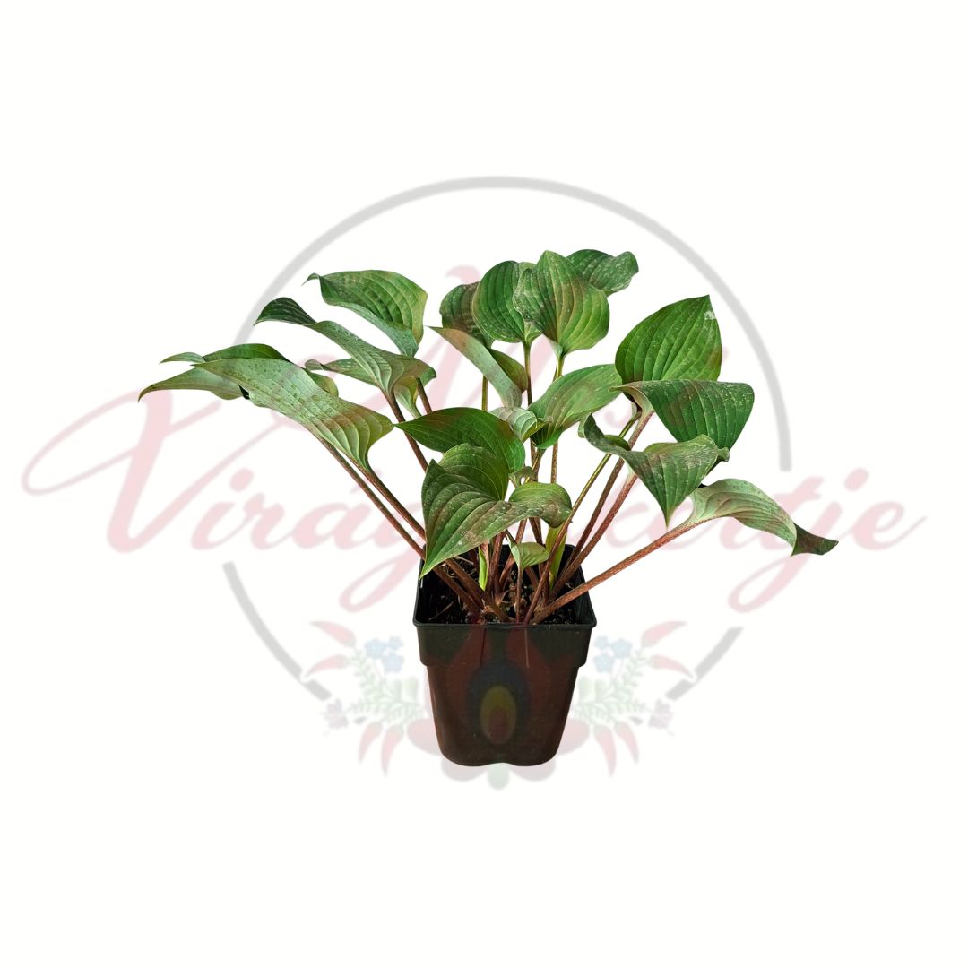 Vörös szárú árnyékliliom (Hosta 'Red Cadet') bordós levélnyelű évelő dísznövény cserépben