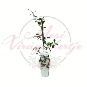 Illatos rózsaszín csillagjázmin, Trachelospermum jasminoides Star of Ibiza futónövény cserépben