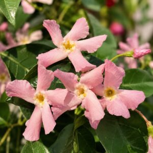 Illatos rózsaszín csillagjázmin virágai közelről, Trachelospermum jasminoides 'Star of Ibiza'