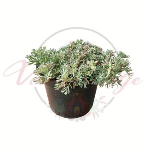 Ezüst lombú törpe japán üröm, Artemisia schmidtiana 'Nana' kompakt évelő dísznövény cserépben