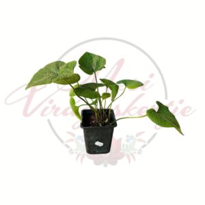 Kaukázusi nefelejcs Brunnera macrophylla cserepes árnyékkedvelő évelő növény