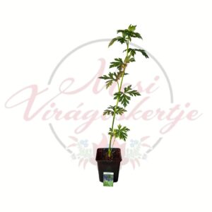Kék sisakvirág, Aconitum arendsii évelő dísznövény cserépben