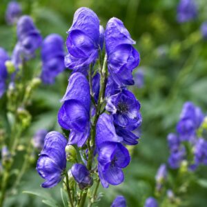 Kék sisakvirág, Aconitum arendsii kék virágai közeli felvételen