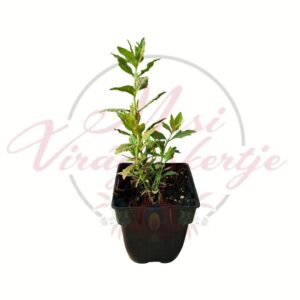 Kék sudárzsálya Perovskia atriplicifolia Blue Steel cserepes évelő növény