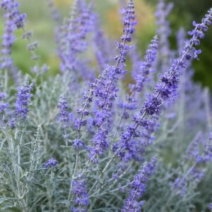 Kék sudárzsálya Perovskia atriplicifolia Blue Steel virágzó hajtásai közelről