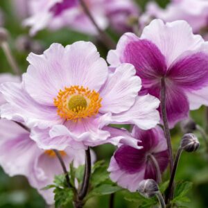 Kétszínű szellőrózsa, Anemone hybrida Ruffled Swan virágai közeli felvételen