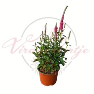 Pink macskafarkú veronika, Veronica spicata virágzó cserepes évelő