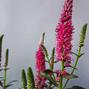 Pink macskafarkú veronika virágzata közelről, Veronica spicata