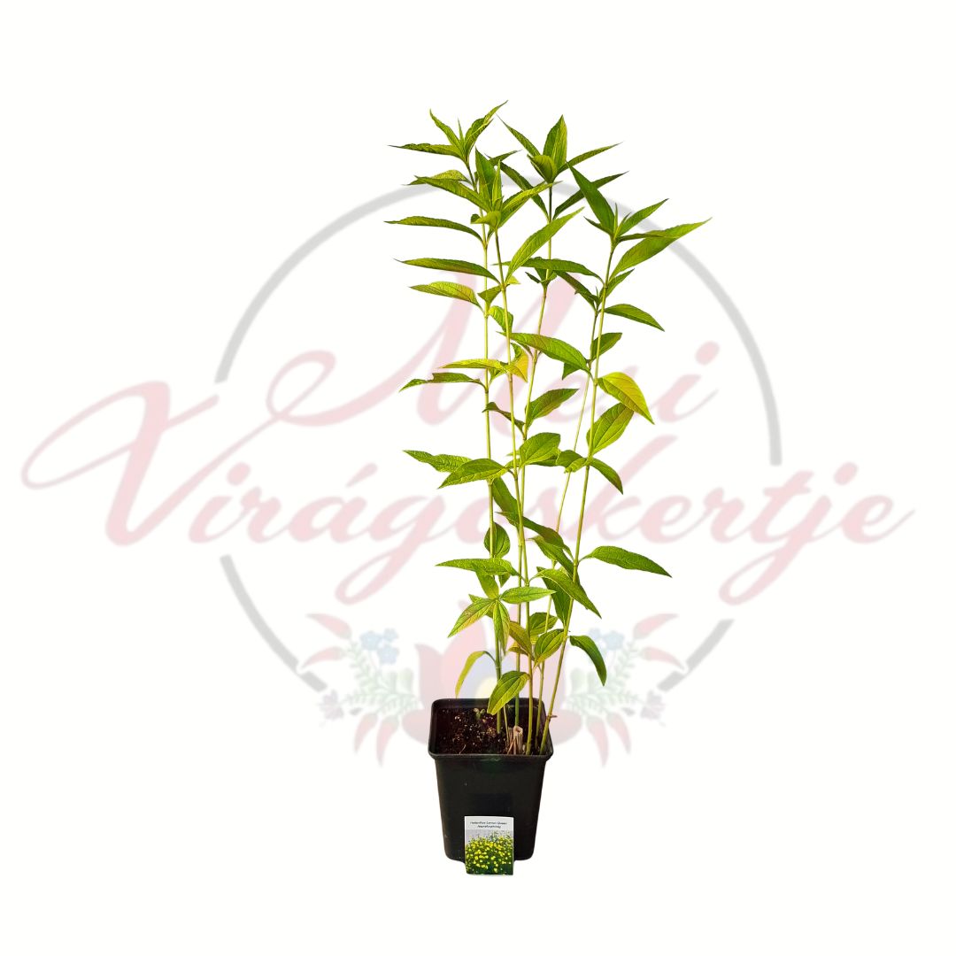 Citromsárga évelő napraforgó Helianthus Lemon Queen cserepes dísznövény