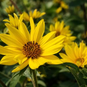 Citromsárga évelő napraforgó Helianthus Lemon Queen virága közeli felvételen