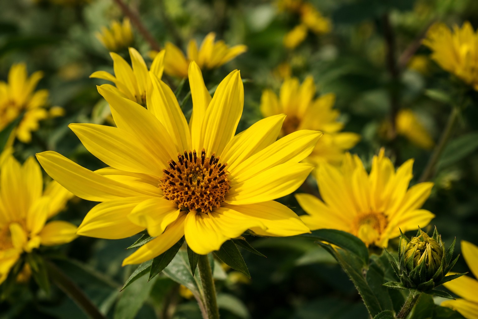 Citromsárga évelő napraforgó Helianthus Lemon Queen virága közeli felvételen