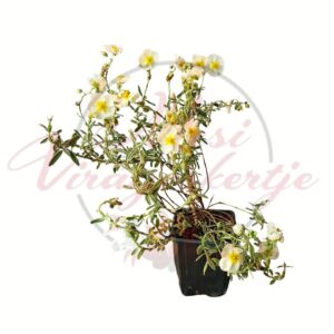 Fehér napvirág Helianthemum hybridum virágzó cserepes évelő növény