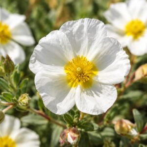 Fehér napvirág Helianthemum hybridum virága közeli felvételen