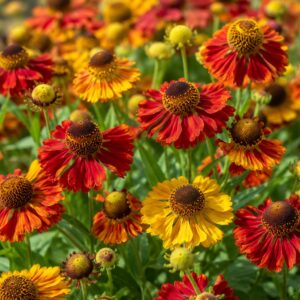 Őszi napfényvirág Helenium autumnale Red Shades színpompás virágai közelről