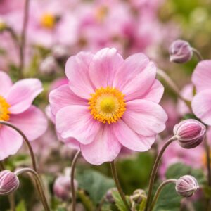 Pasztellrózsaszín szellőrózsa, Anemone hybrida Harlequin Cameo Pastel virága közeli felvételen