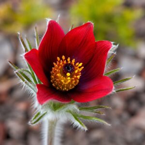 Piros virágú nyugati kökörcsin virága közelről, Pulsatilla vulgaris Red