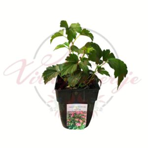 Rózsaszatén szellőrózsa, Anemone hybrida Satin Doll Rose évelő növény cserépben