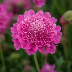 Sötétrózsaszín ördögszem, Scabiosa 'Dark Pink' virágának közeli képe természetes kerti környezetben