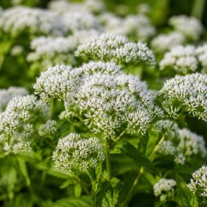 Fehér virágú sédkender, Eupatorium Snowball virágai közeli felvételen a kertben