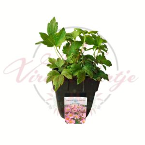 Selyemrózsaszín szellőrózsa, Anemone hybrida Satin Doll Glow évelő növény cserépben