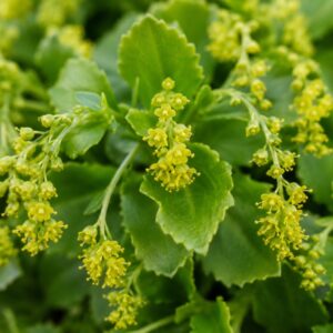 Sűrűlevél, Chiastophyllum oppositifolium sárgászöld virágai közeli felvételen