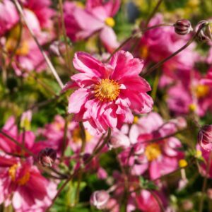 Rózsaszín szellőrózsa, Anemone hybrida Harlequin Cameo virága közeli felvételen
