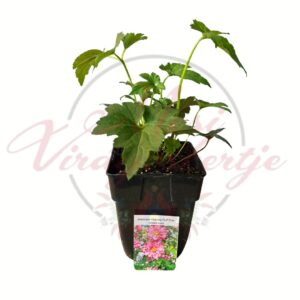 Telt virágú rózsaszín szellőrózsa, Anemone hybrida Puff Pink évelő növény cserépben