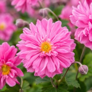 Telt virágú rózsaszín szellőrózsa, Anemone hybrida Puff Pink virágai közeli felvételen