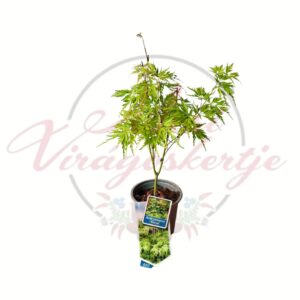 Zöld csipkés levelű japán juhar, Acer palmatum 'Seiryu' díszcserje cserépben