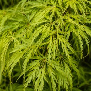 Zöld csipkés levelű japán juhar lombja közelről, Acer palmatum 'Seiryu'
