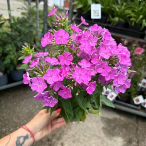 Virágzó Famous Purple bugás lángvirág bíbor-rózsaszín virágokkal