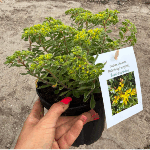 Dúsvirágú varjúháj ‘Limetta’ sárga virágbimbókkal – Sedum selskianum
