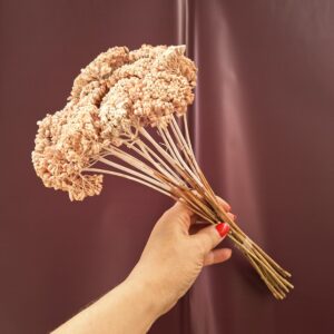 Barack színű szárított cickafark csokor – Achillea