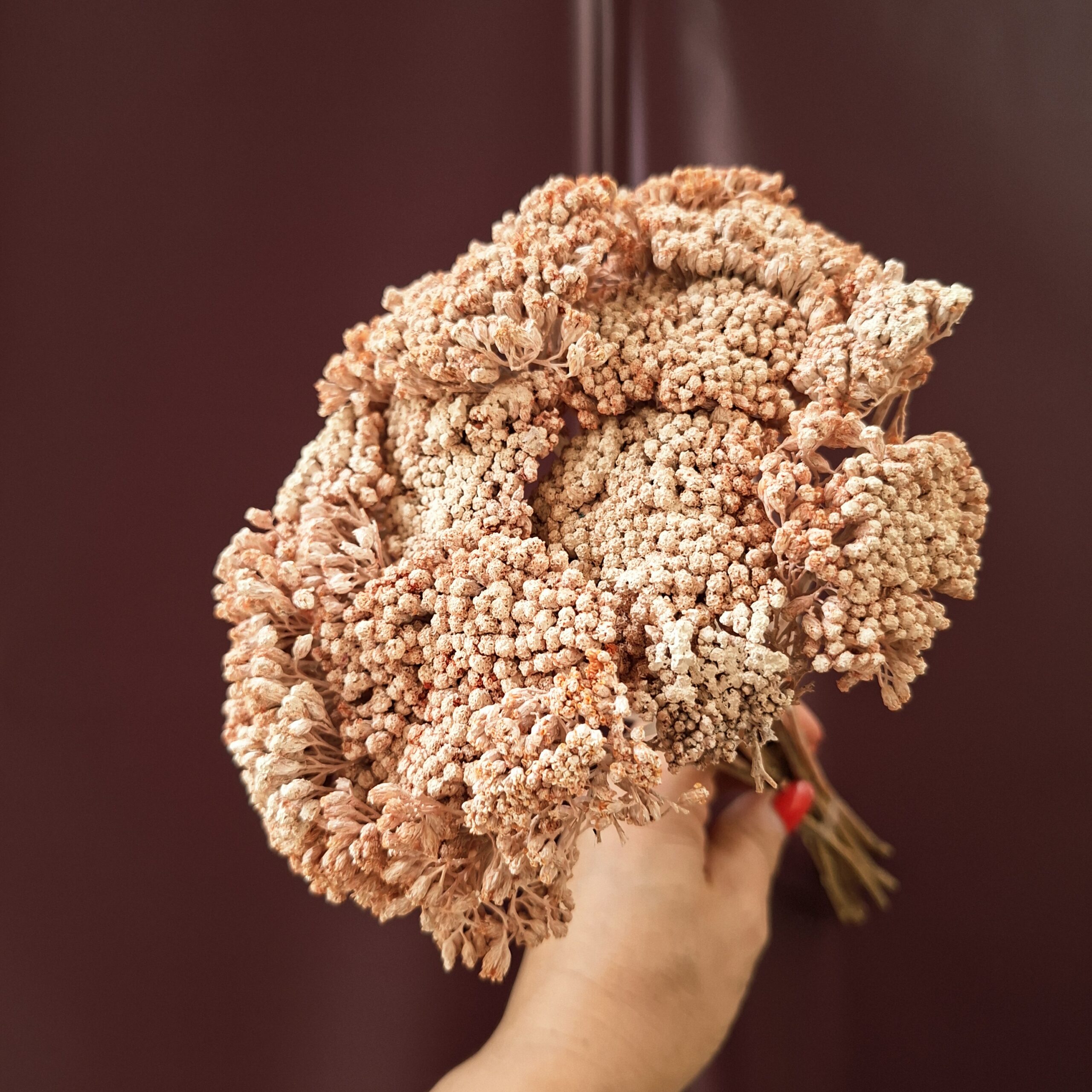 Barack színű szárított cickafark virágfejek – Achillea