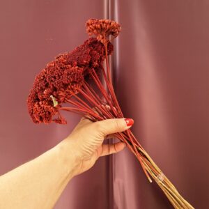 Bordó színezett szárított cickafark csokor – Achillea