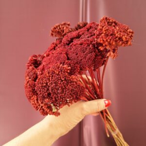 Bordó szárított cickafark Achillea virágzata közelről