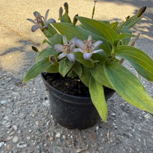 Borzas púpliliom ‘Pink Freckles’ – Tricyrtis hirta rózsaszín pettyes virágokkal