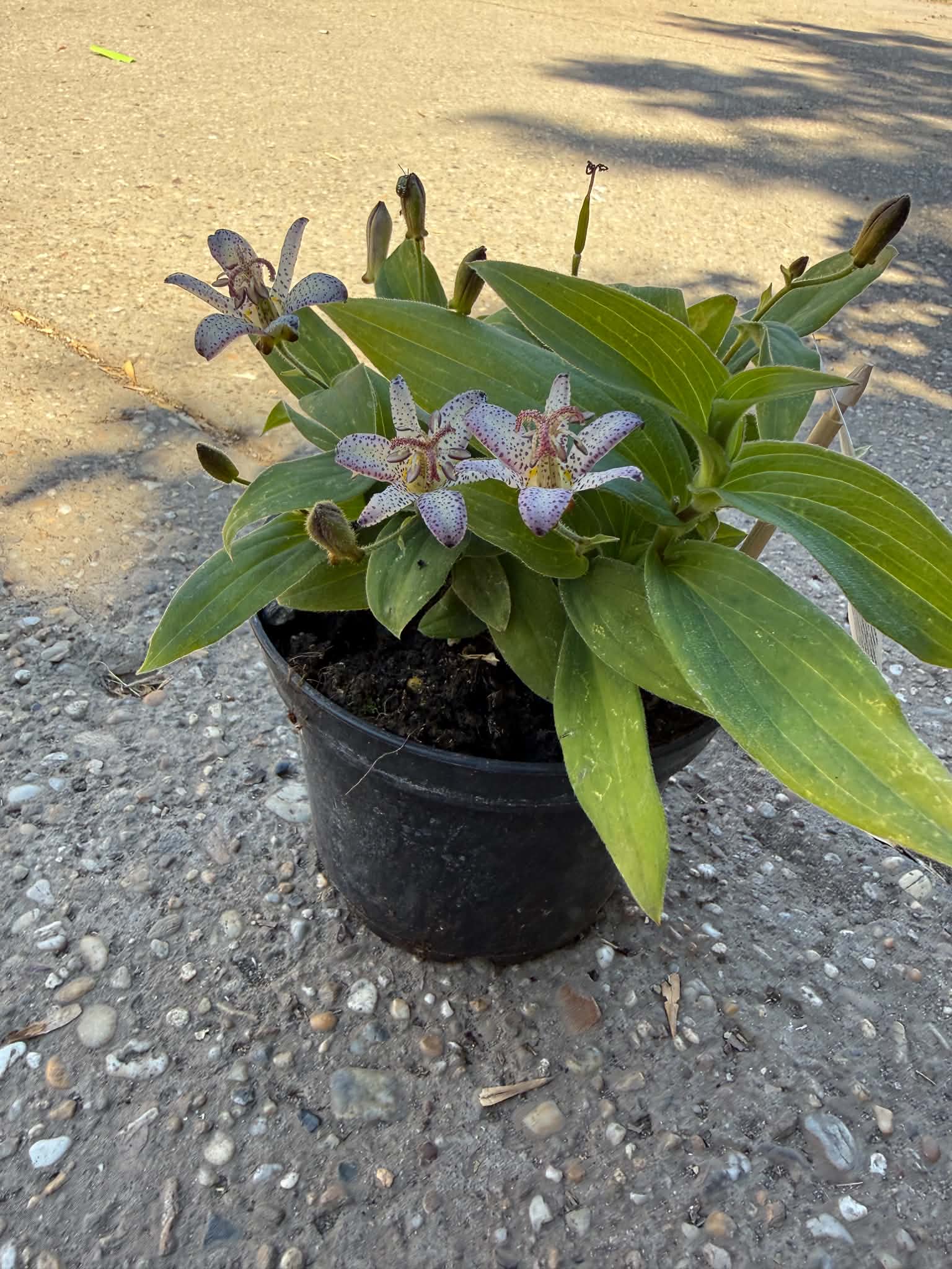 Borzas púpliliom ‘Pink Freckles’ – Tricyrtis hirta rózsaszín pettyes virágokkal