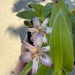 ‘Pink Freckles’ borzas púpliliom – Tricyrtis hirta pettyes virágai közelről