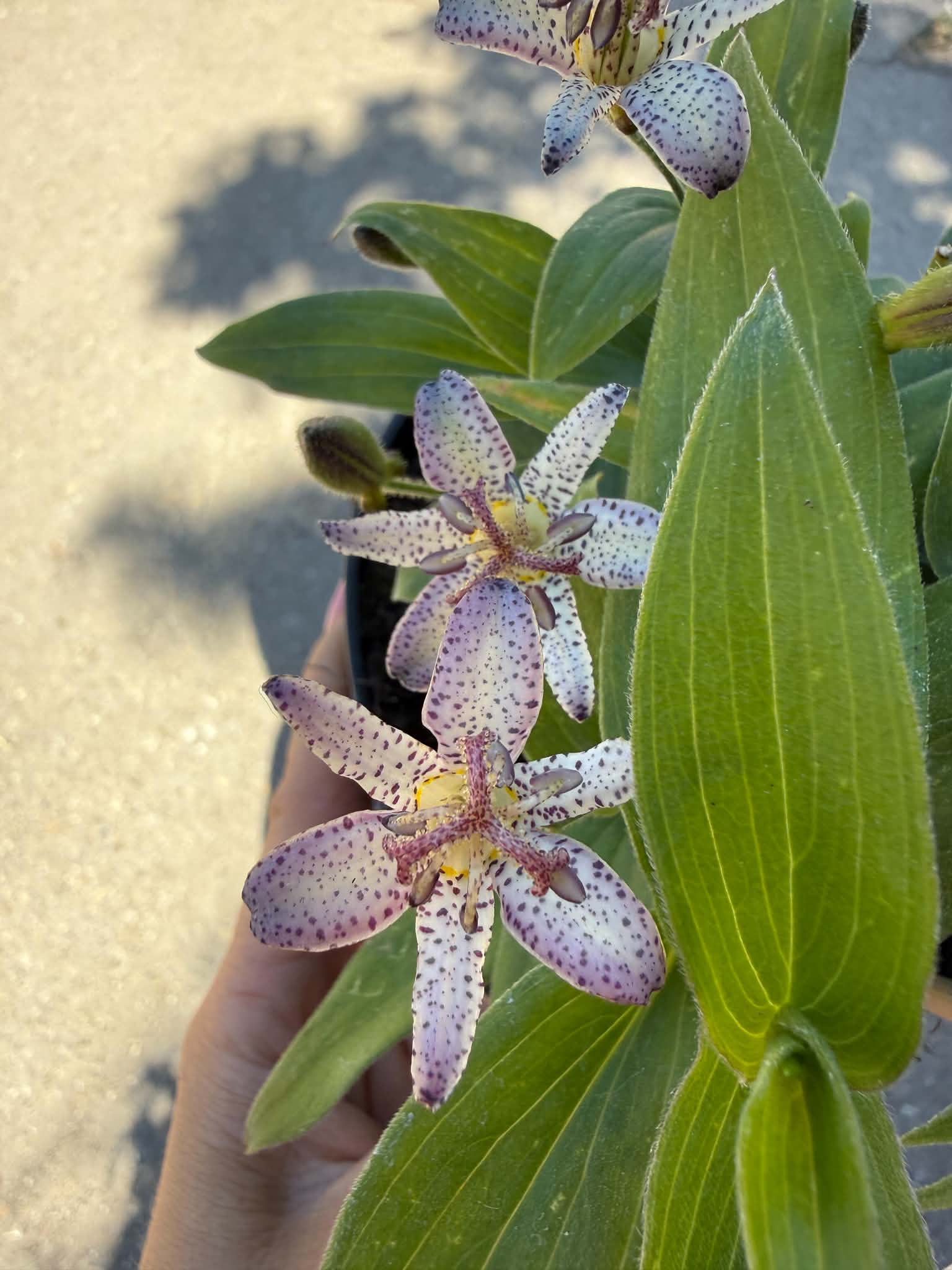 ‘Pink Freckles’ borzas púpliliom – Tricyrtis hirta pettyes virágai közelről