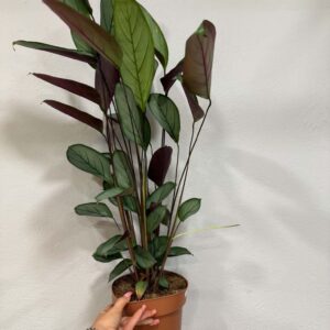 Kalatea – Calathea (Goeppertia) dekoratív zöld-bordó levelű szobanövény