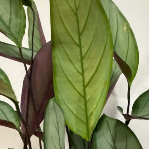 Kalatea – Calathea (Goeppertia) zöld erezett levelei és bordó levélfonákja közelről