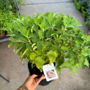 Fehér kékszakáll ‘Pavilion White’ – Caryopteris incana dús zöld lombú évelő félcserje