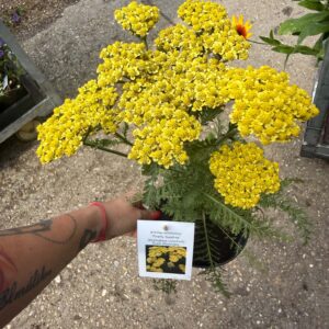 Közönséges cickafark ‘Firefly Sunshine’ – Achillea millefolium élénksárga virágokkal