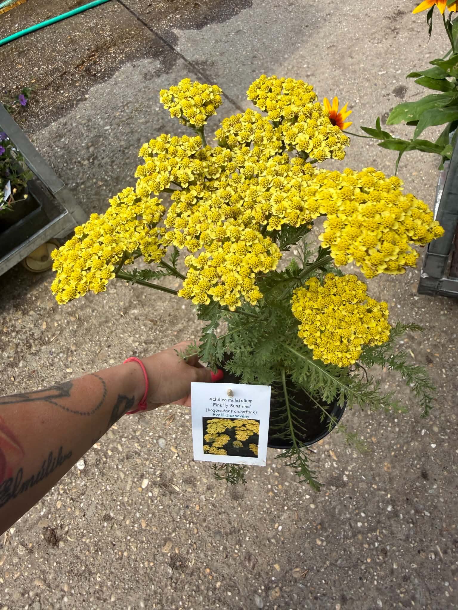 Közönséges cickafark ‘Firefly Sunshine’ – Achillea millefolium élénksárga virágokkal