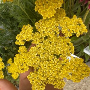 Sedum rupestre ‘Angelina’ kövi varjúháj dús, terülő sárgászöld lombbal