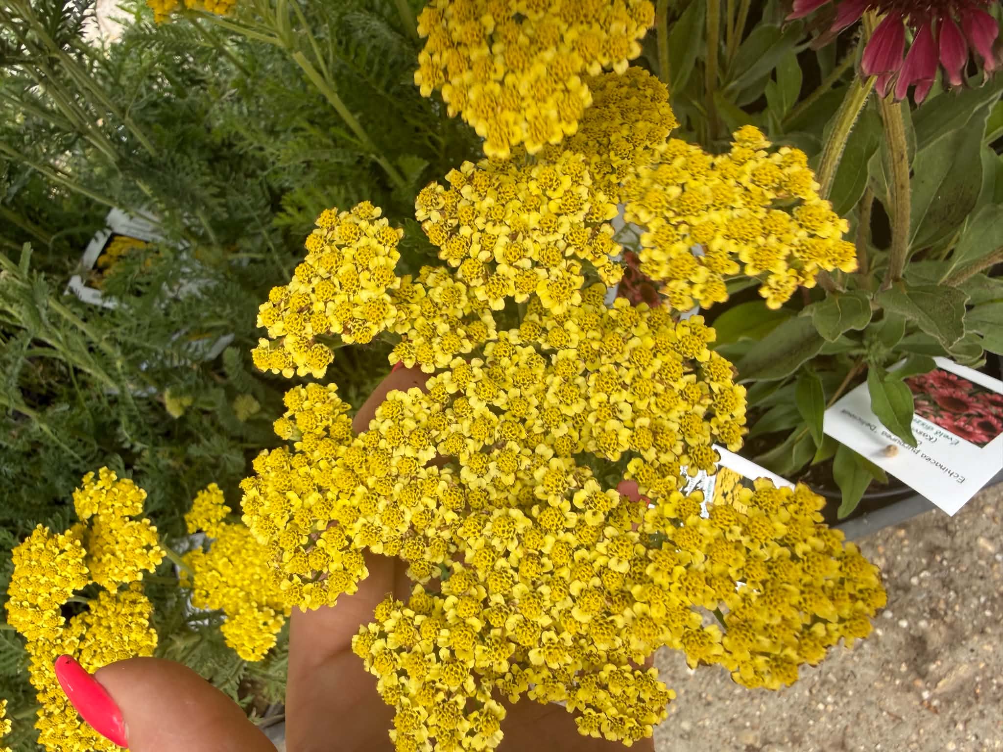 Sedum rupestre ‘Angelina’ kövi varjúháj dús, terülő sárgászöld lombbal