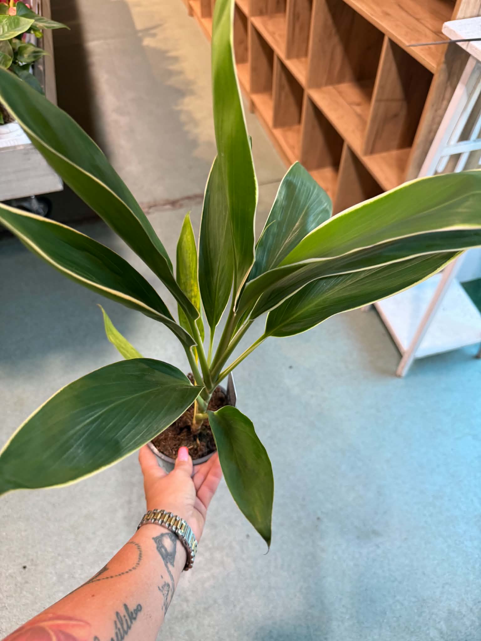 Cordyline – bunkóliliom hosszú, sötétzöld levelű szobanövény