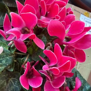Élénk rózsaszín szobai ciklámen – Cyclamen persicum cserepes virág