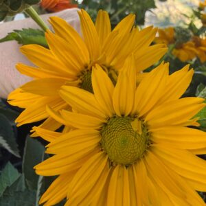 Aranysárga érdes napszemvirág – Heliopsis helianthoides var. scabra